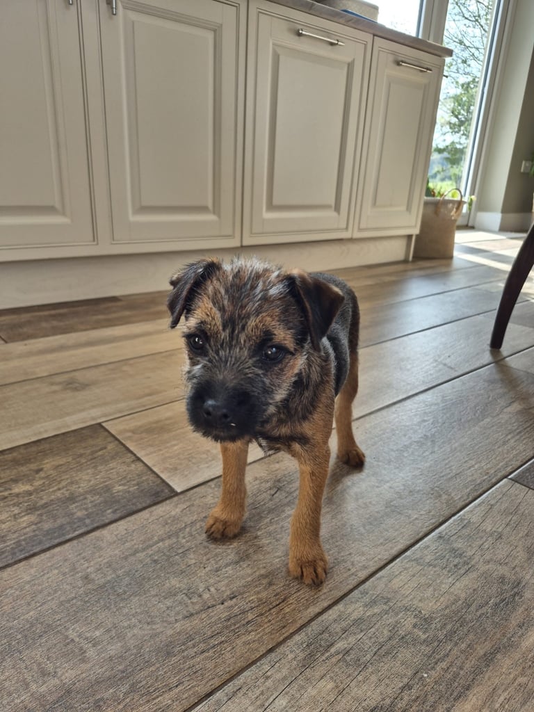 Border terrier 