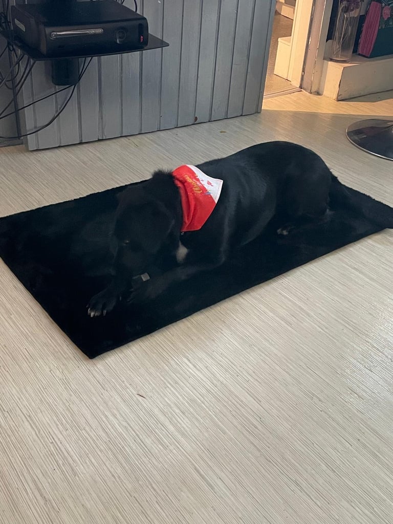 image for Dog for sale 