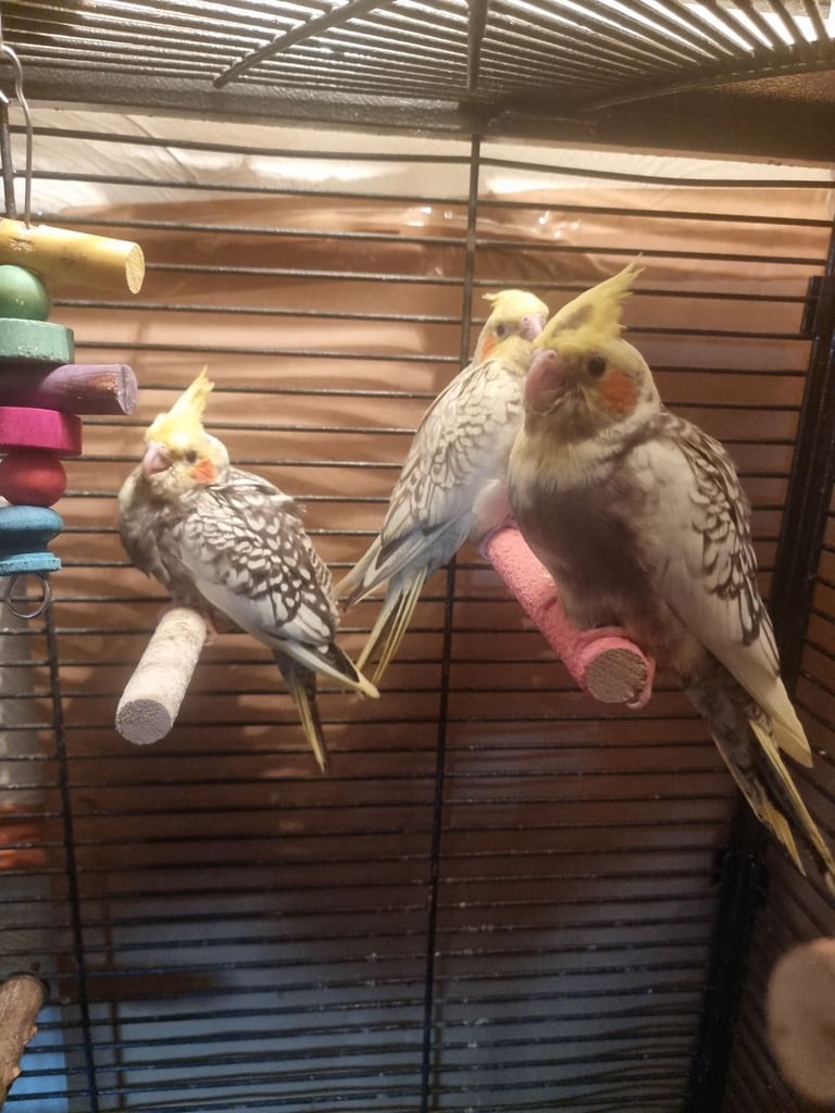 image for Ready in 2 weeks silly tame hand reared cockatiels