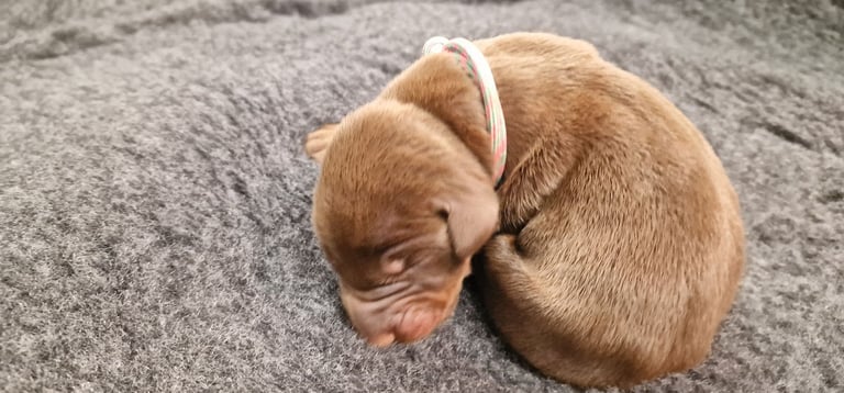 Top Line Doberman Puppies