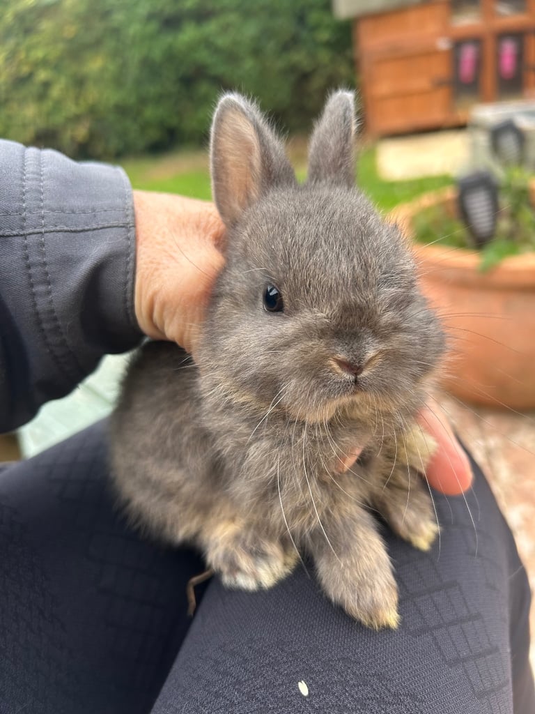 ONLY ONE LEFT! Beautiful Netherland dwarf baby bunnies 