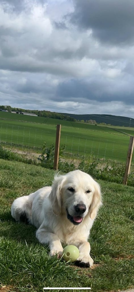Bonnie - Beautiful Cream Retriever