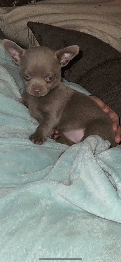 Chihuahua puppy’s 