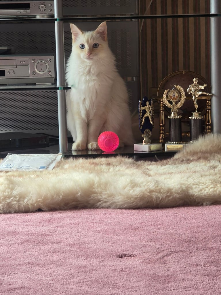 Rare Flame Point Ragdoll 