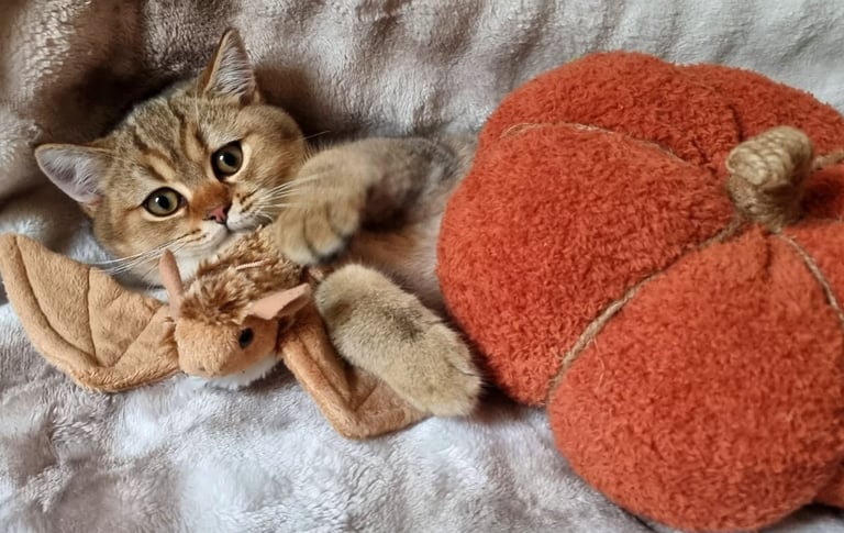 GOLDEN & COLOURPOINT BSH KITTENS, READY TO GO!
