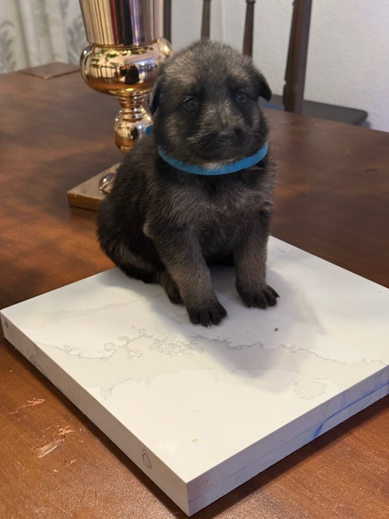 Lovely puppies shepherds for your family  