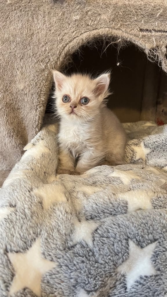 Ready to go Persian kittens 