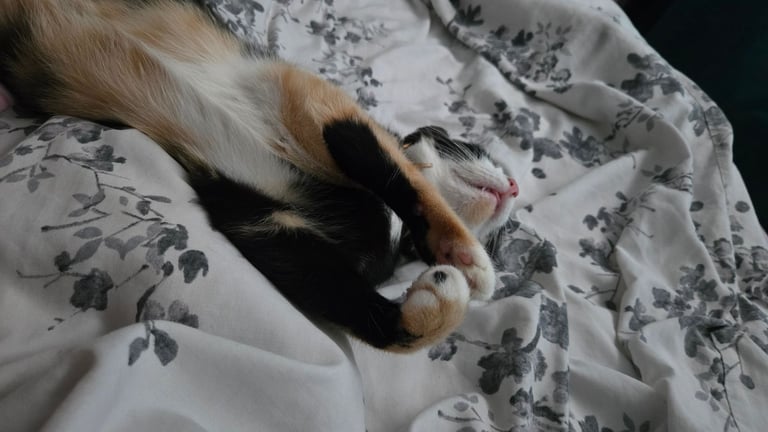 Calico Female Cat – 1 Year Old Responsible Rehoming