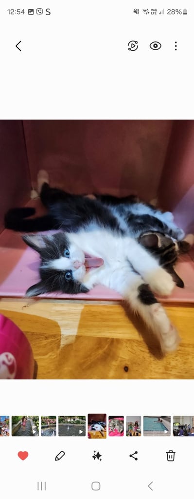 image for Kittens 
