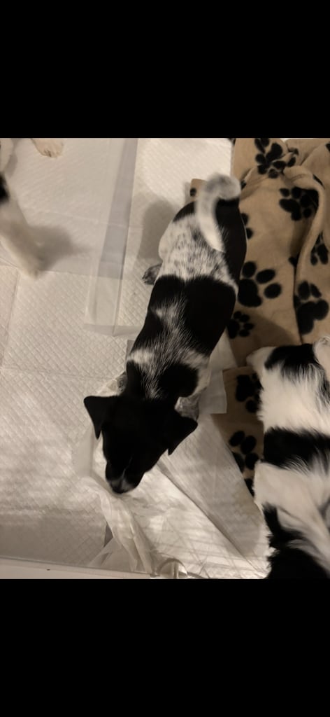 Mixed breed puppies