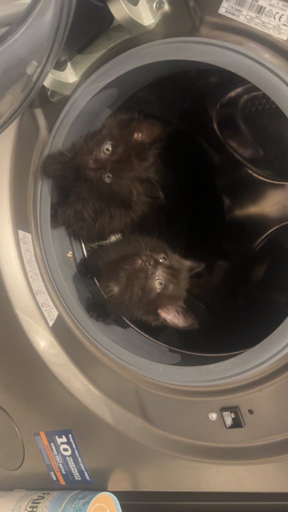 Fluffy kittens 
