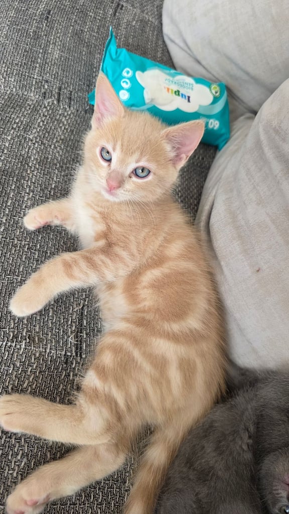 4 half ragdoll kittens - 2 grey fluffy female 2 ginger male