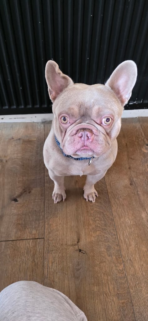 Lilac french bulldog for sale