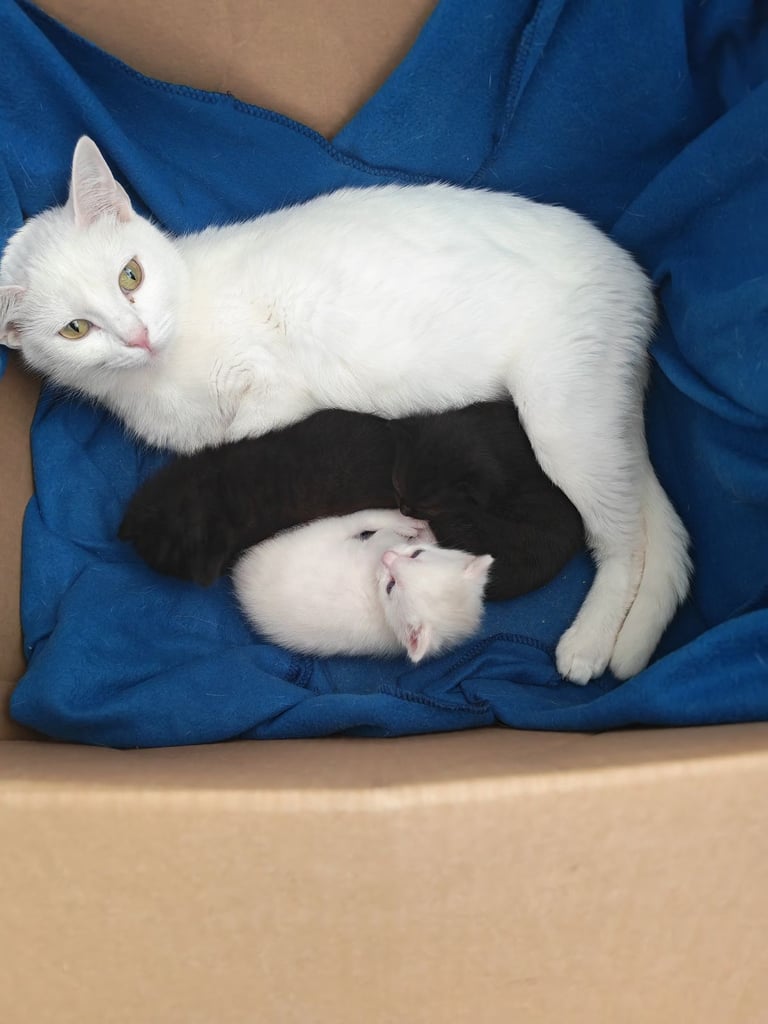 Black and white kittens for sale