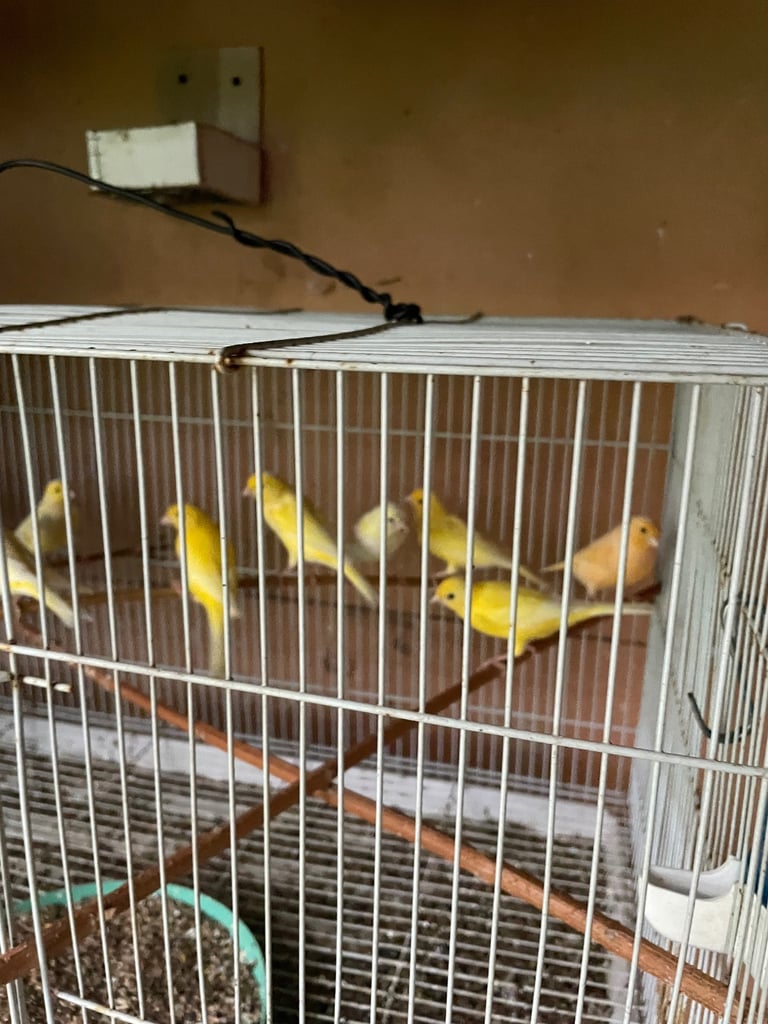Canary for sale