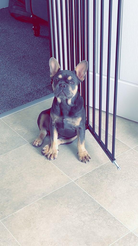 Pedigree French Bulldog
