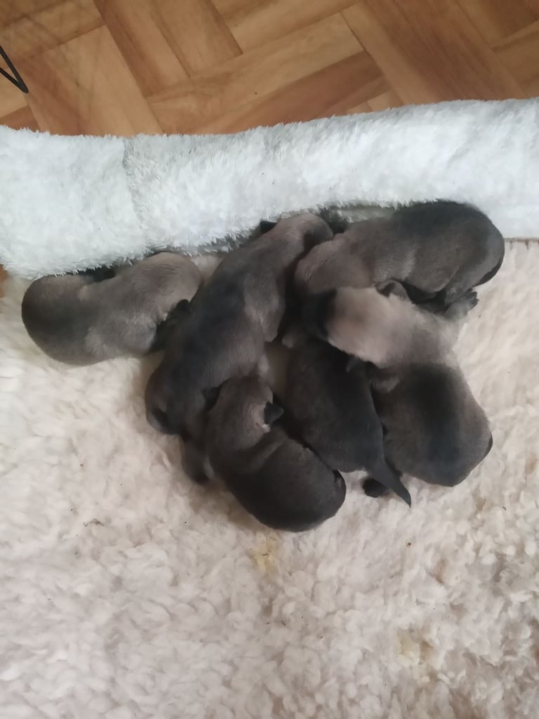 Border terrier X puppies