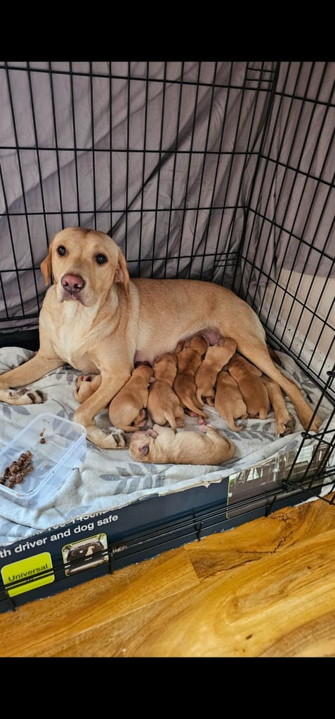 6 pedigree Beautiful labrador puppies 