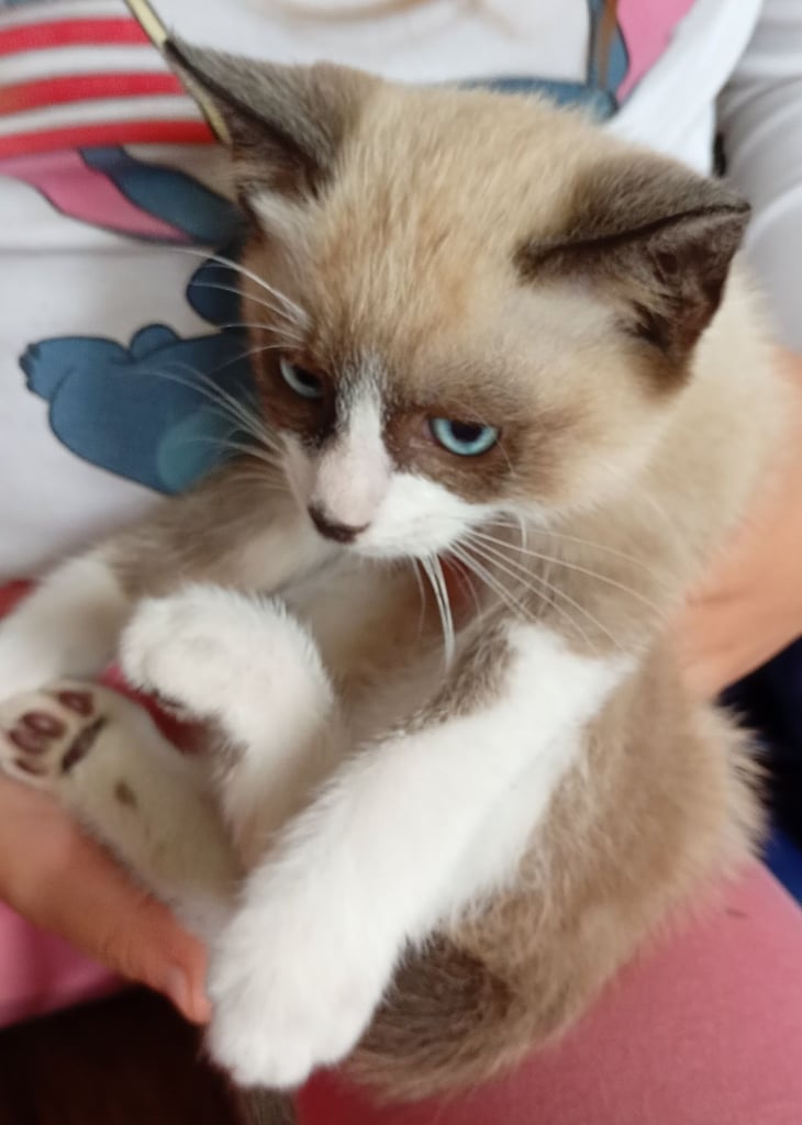 Ragdoll X Kittens