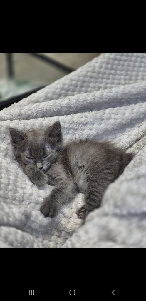 Unique Grey and brown kitten