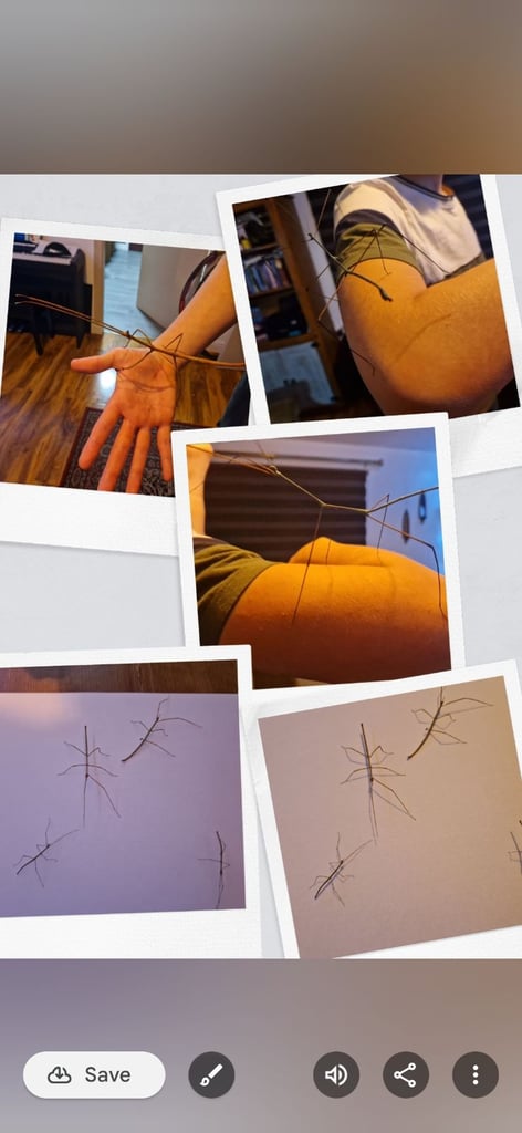 Stick insects 