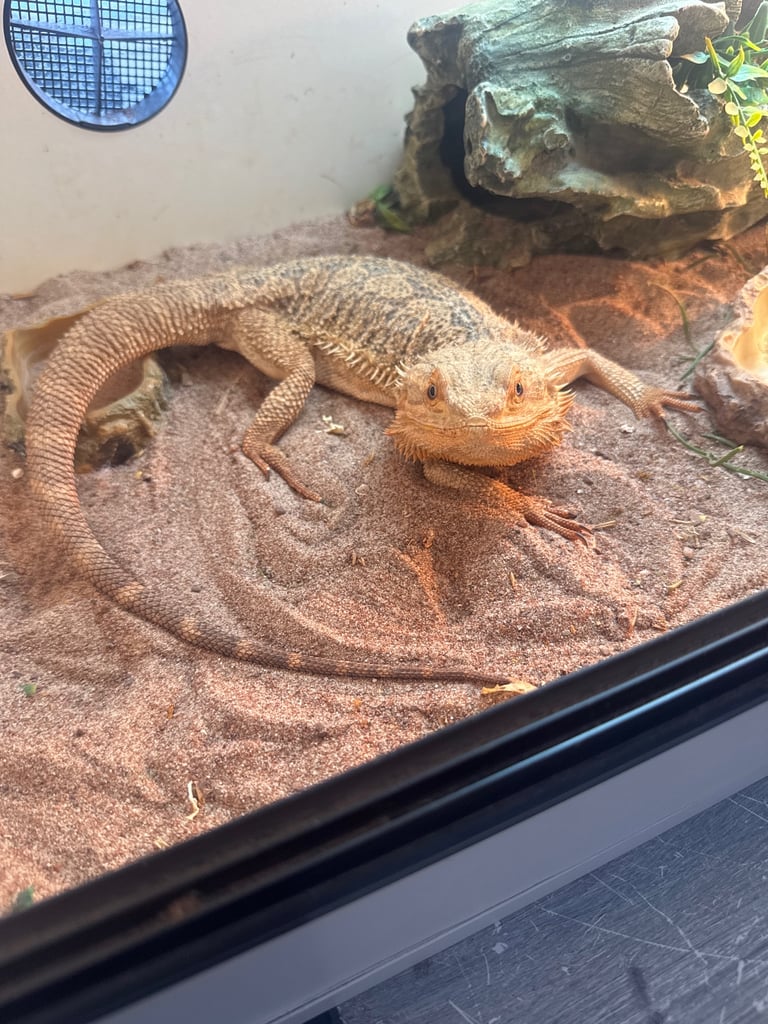 Bearded dragon 