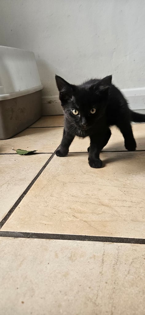 Grey and black kittens for sale