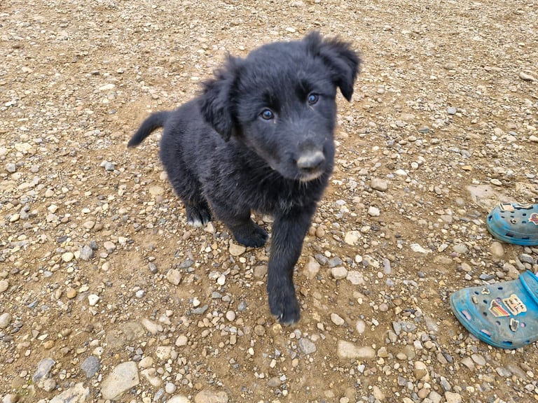 Collie cross german shepherd (shollie)