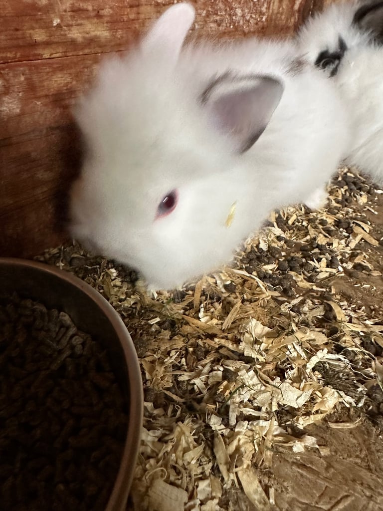 Lionhead  rabbits 