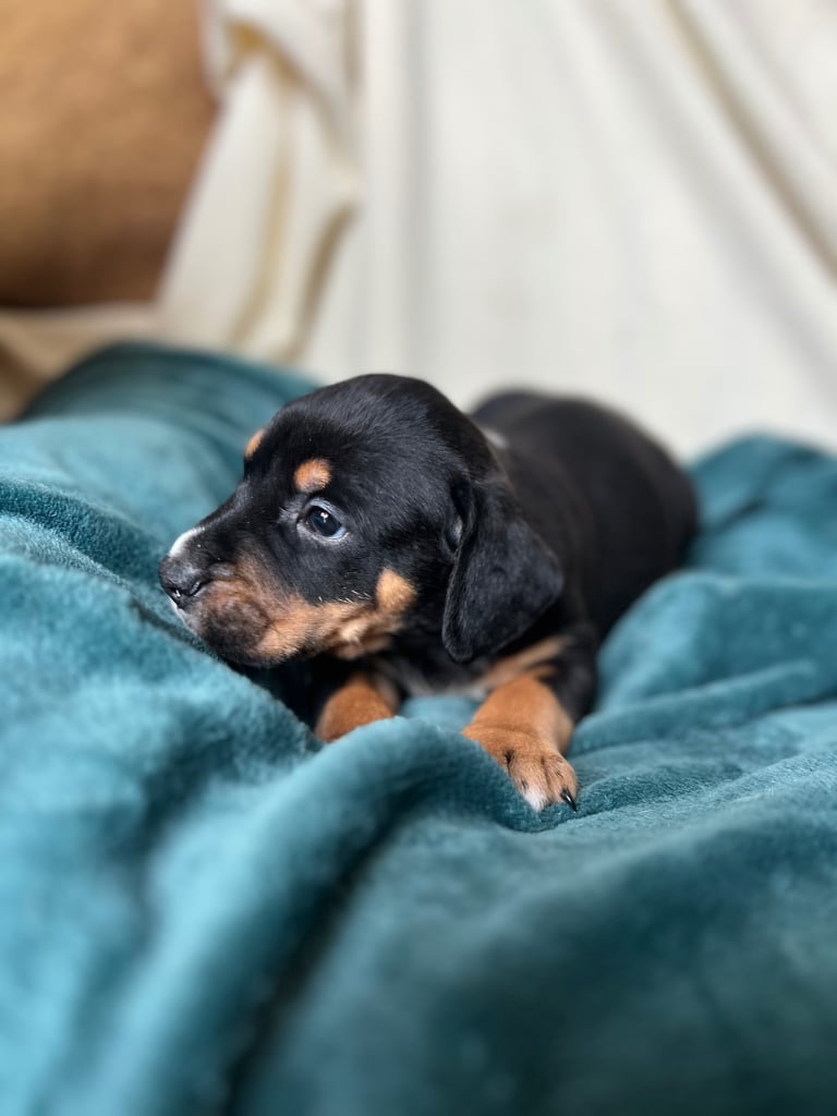 Old Tyme English Bulldog x Sproodle Puppy - Boy