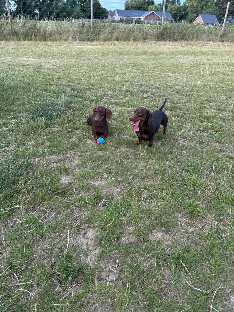 Two Minature Dachshunds (1yr & 2yr)