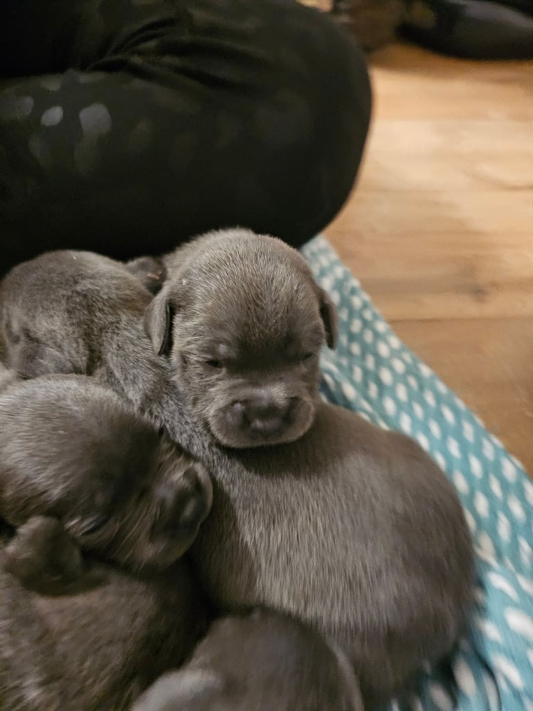 Blue Staffordshire Bull Terrier Puppiess