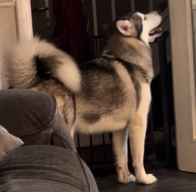 image for 3 year old KC Registered Alaskan Malamute female