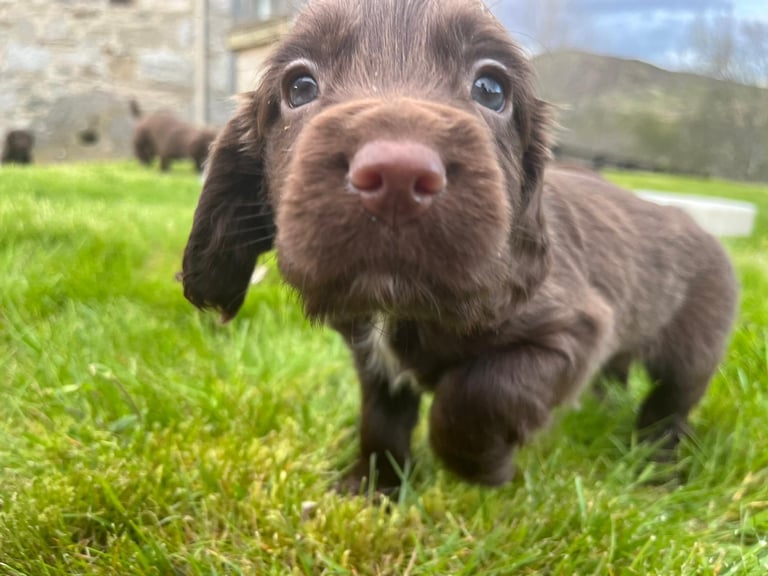 SPROCKER PUPPIES (only one left)