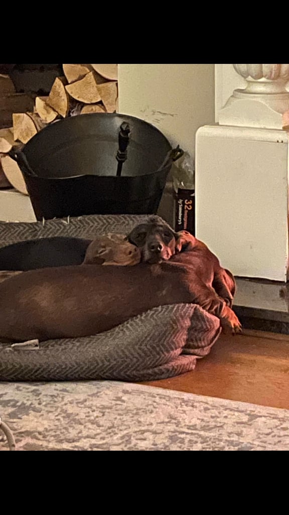3 Pedigree miniature smooth dachshund puppies available now- £950 each 