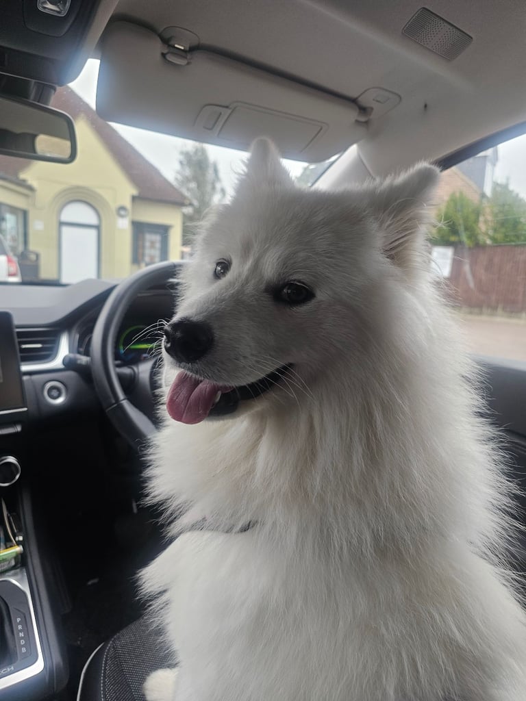 Samoyed dog