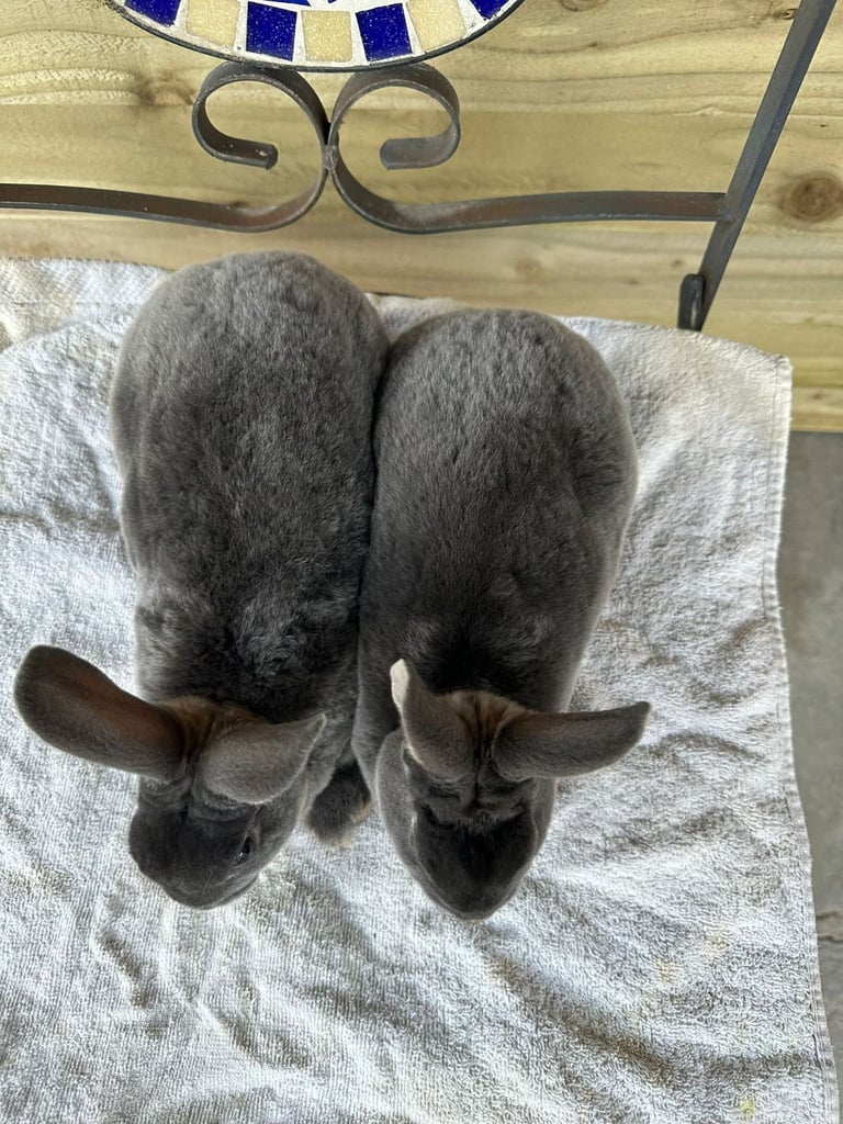 image for Mini Rex rabbits x3