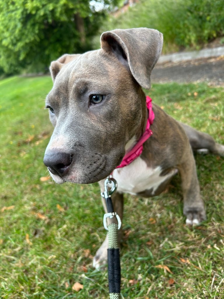 Staffy x American bulldog puppy 