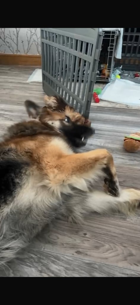 German Shepherd Male