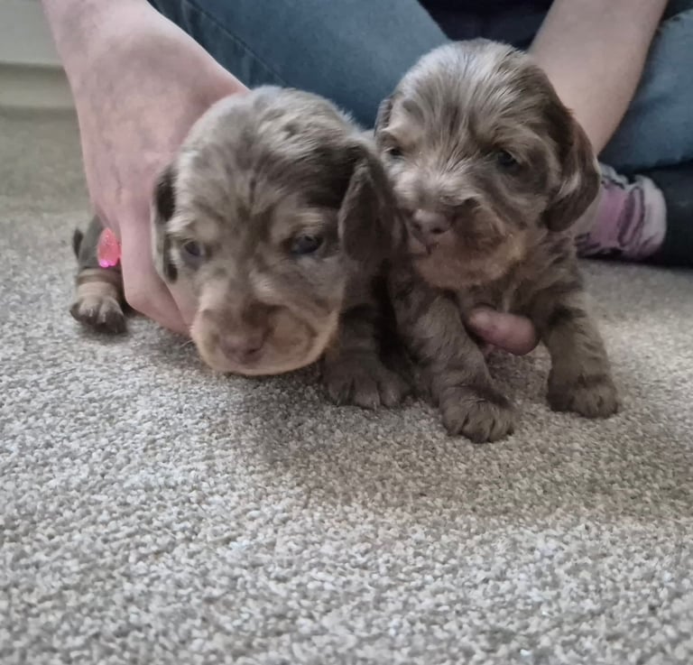 Wire haired miniature dachshunds 