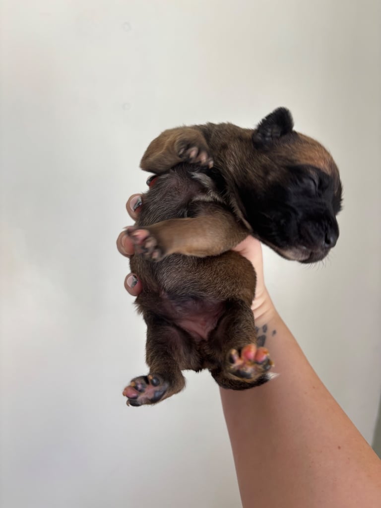 Bull-Herder for sale | 6 boys | 4 Girls