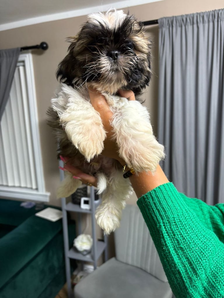 2 boys shihtzu 