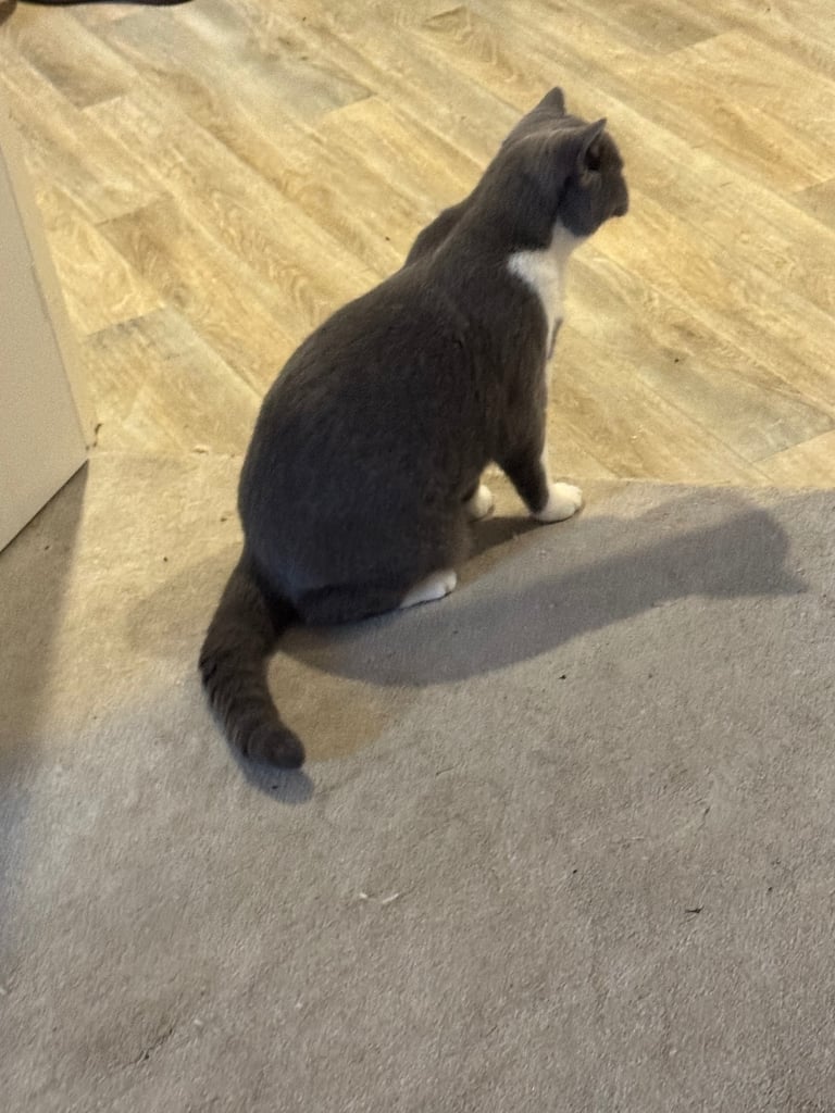 Blue BSH female cat 