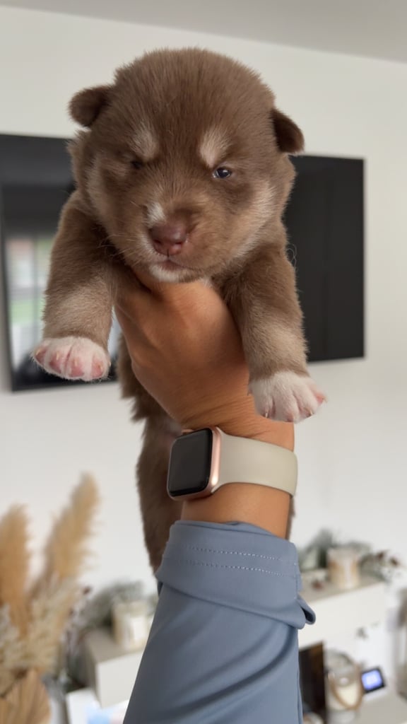 Pedigree Siberian Husky Puppies For Sale