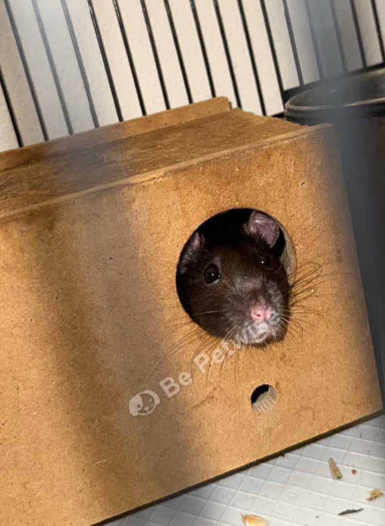 image for 2 male rats for sale 