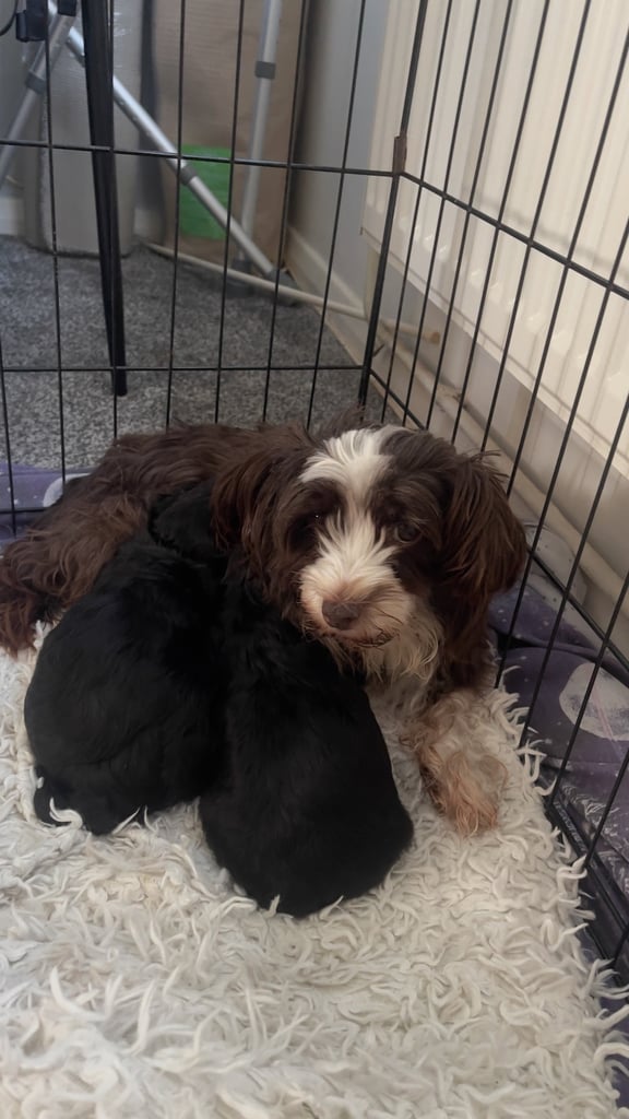 2 cute cockapoo x Maltese pups RESERVED 