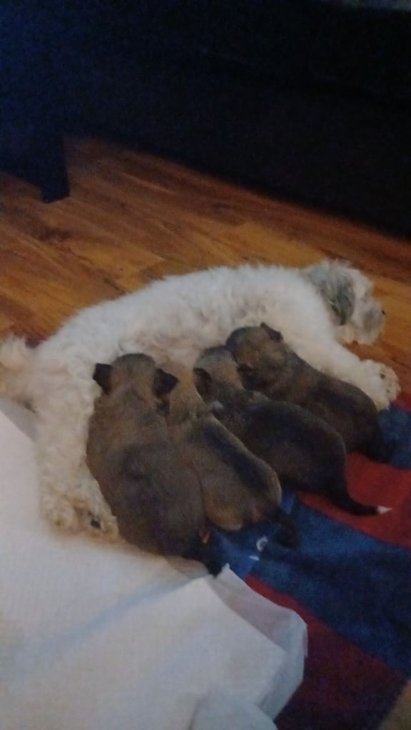 2 boy lhasa/chihuahua. 