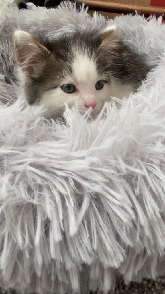 Cute kitten for sale ready for rehoming 🏡  