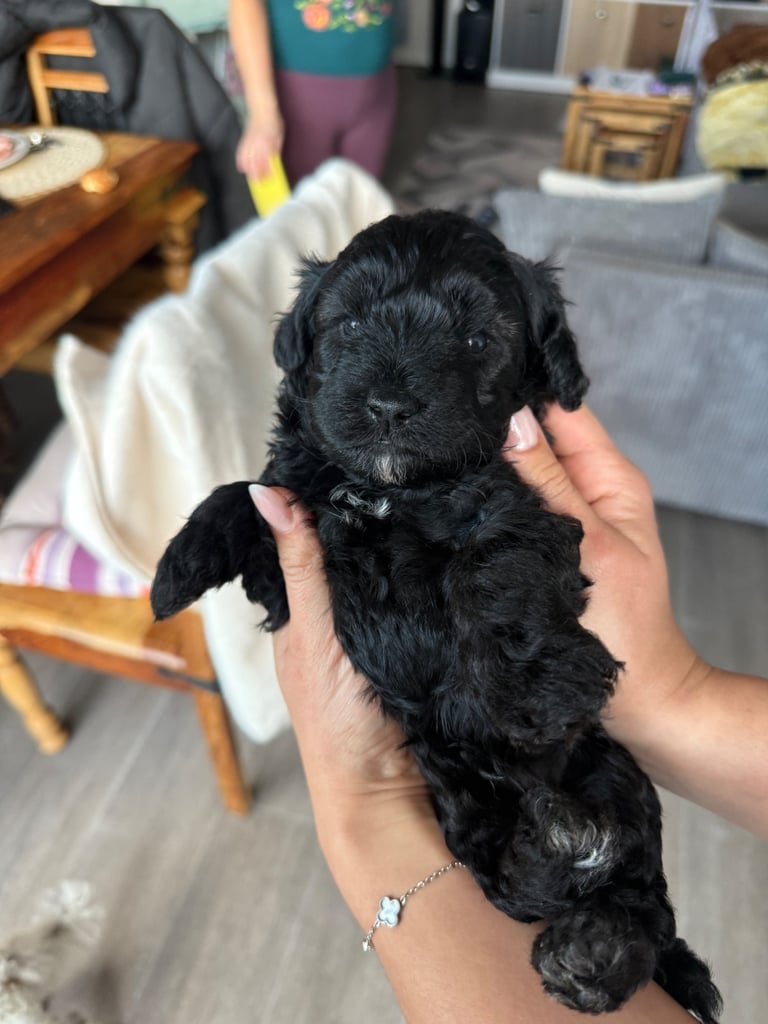 Cavapoo puppies for sale 4 weeks old
