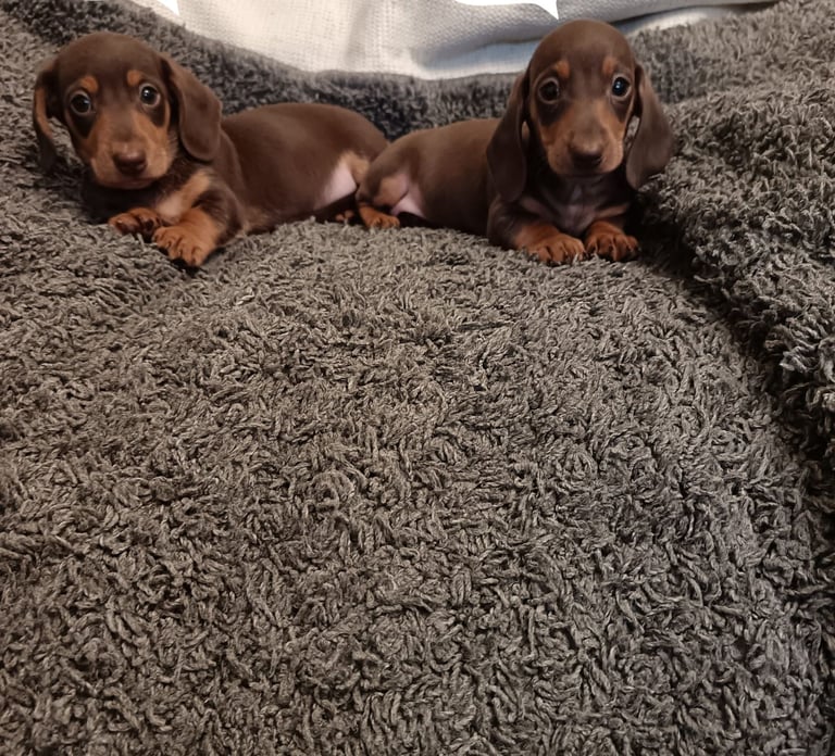 Dachshund puppy's miniature 